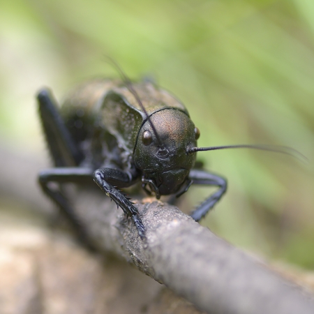 Bradiphorus dasiphusの写真素材