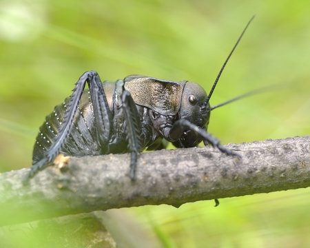 Bradiphorus dasiphusの写真素材