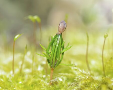 Lonely young pine sapling tree sprout in spring forest under sunlightの写真素材