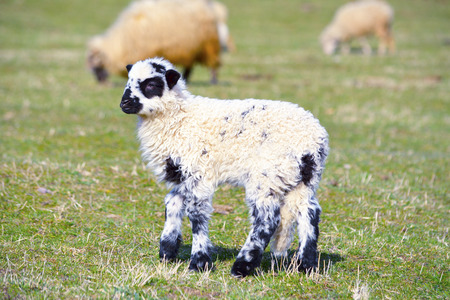 baby lambの写真素材