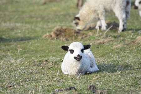 Baby Lambの写真素材