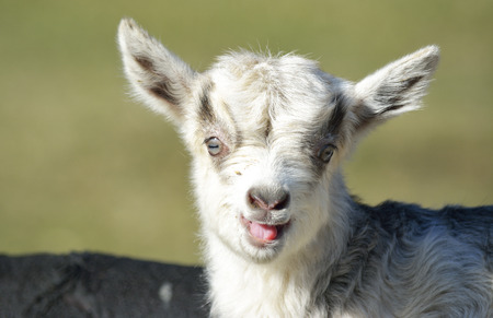 Goat kidsの写真素材