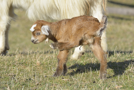 Goat kidsの写真素材