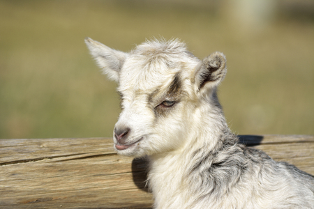 Goat kidsの写真素材