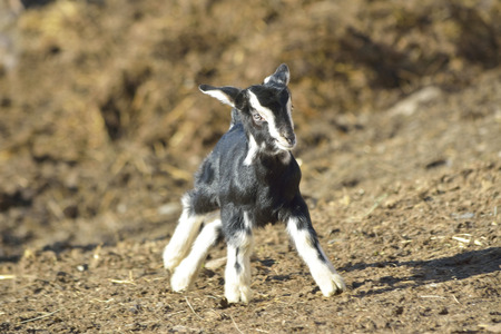 Goat kidsの写真素材