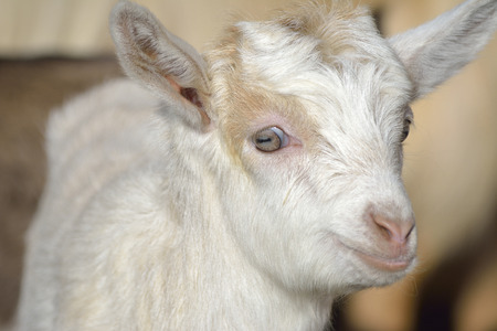 Goat kidsの写真素材