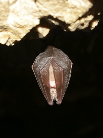 Lesser Horseshoe Bat Rhinolophus hipposiderosの写真素材