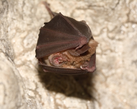 Lesser Horseshoe Bat Rhinolophus hipposiderosの写真素材