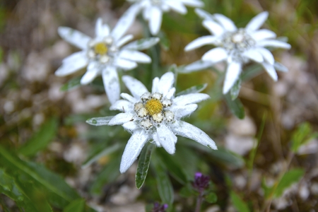Edelweiss Leontopodium alpinum in natural habitatの写真素材
