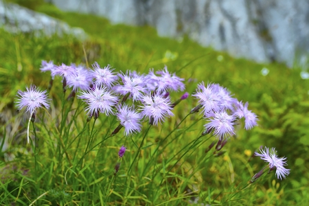 The wild carnation blossomed in the summer pink flowersの写真素材