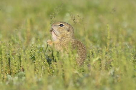Small ground squirrel (Spermophilus citellus) holds an spike of barleyの写真素材
