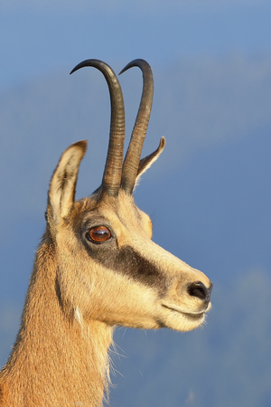 Chamois - portraitの写真素材