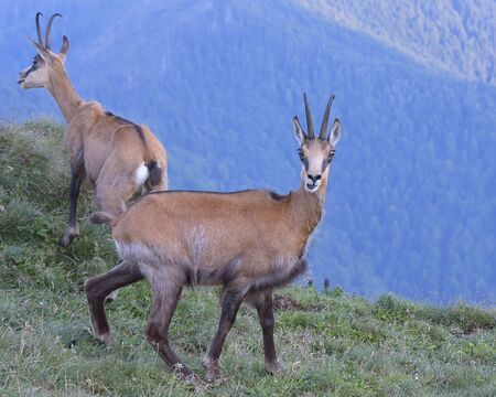Chamois familyの写真素材