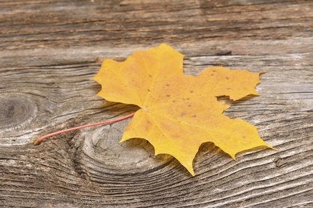 autumn leaves over wooden textured backgroundの写真素材