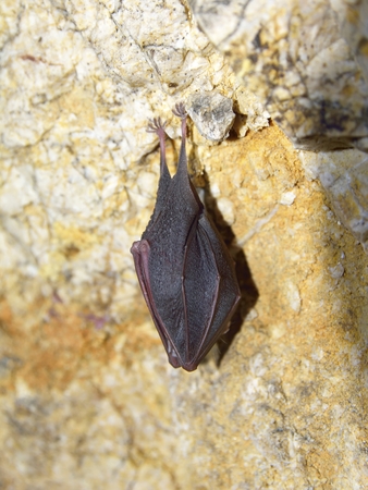 Lesser Horseshoe Bat Rhinolophus hipposiderosの写真素材