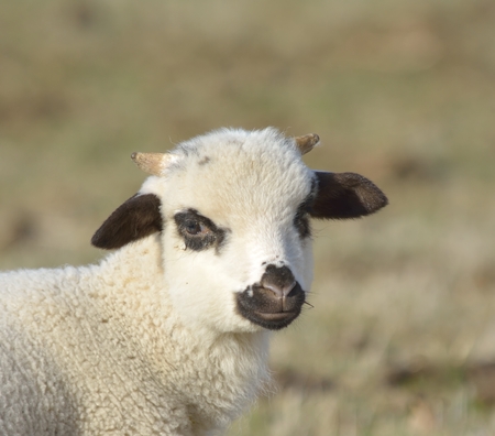 Newborn Spring Lambの写真素材