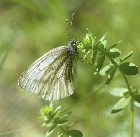 blue butterflyの写真素材