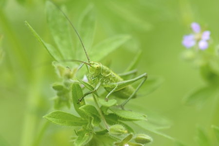 green grasshopper sits on a blade of grass