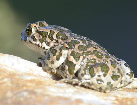 bufo viridisの写真素材
