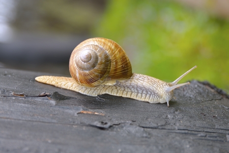 Common garden snailの写真素材