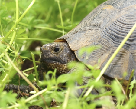 A tortoise in the protected areaの写真素材