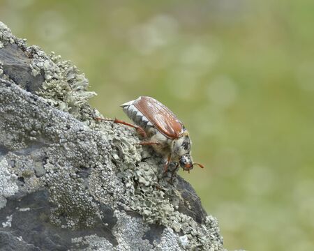 Melolontha melolonthaの写真素材