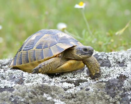 A tortoise in the protected areaの写真素材