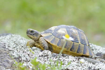 A tortoise in the protected areaの写真素材