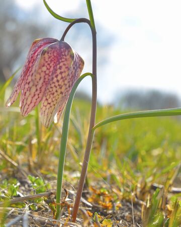Snake s Head, Fritillary flower, Fritillaria meleagrisの写真素材