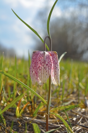 Snake s Head, Fritillary flower, Fritillaria meleagrisの写真素材