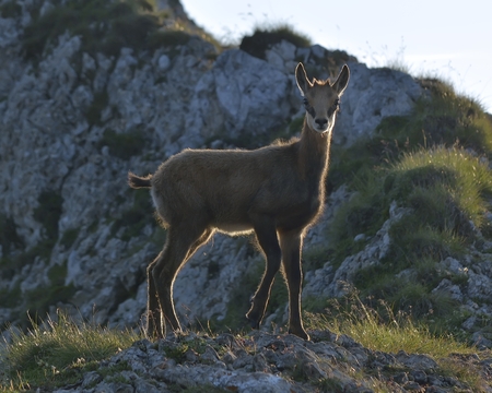 Baby chamoisの写真素材