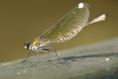 Green Hawker Dragonfly (Aeshna viridis)の写真素材