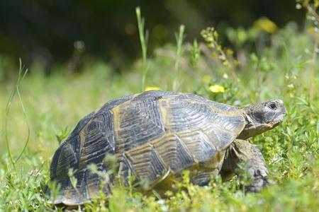 A tortoise in the protected areaの写真素材
