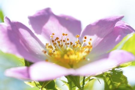 hawthorn blossomの写真素材