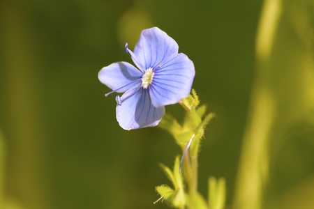 Forget me not, small flowers in the shape of a heartの写真素材