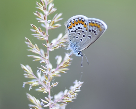 blue butterflyの写真素材