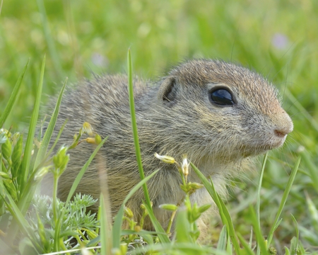 gopher in the natureの写真素材