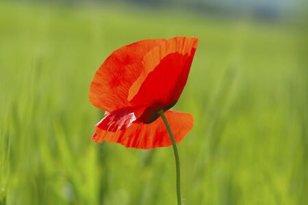 red poppyの写真素材