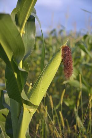 Ear of corn in a corn field in summer before harvest.の写真素材