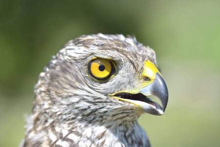 Closeup hawk isolateの写真素材