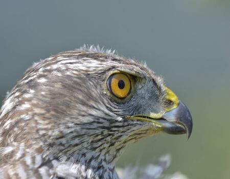 Closeup hawk isolateの写真素材