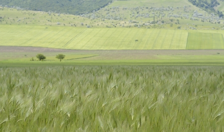 Wheat field against blue sky with white cloudsの写真素材