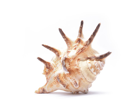 Seashell of horse conch isolated on white background