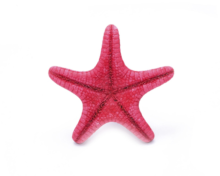 Red starfish isolated on white backgroundの写真素材