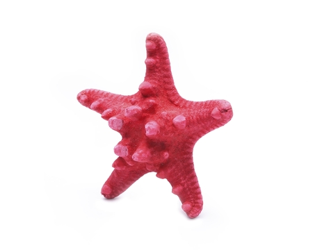 Red starfish isolated on white backgroundの写真素材