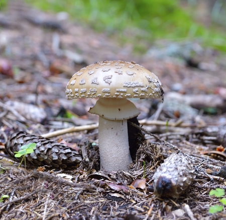 Delicious edible mushroom - the blusher (Amanita rubescens) in green mossの写真素材