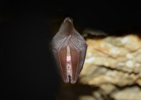 Lesser Horseshoe Bat (Rhinolophus hipposideros)の写真素材