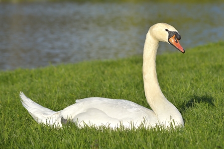 A beautiful Mute swan Cygnus olorの写真素材