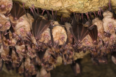 Group of Lesser horseshoe bat (Rhinolophus hipposideros) - wintering colonyの写真素材