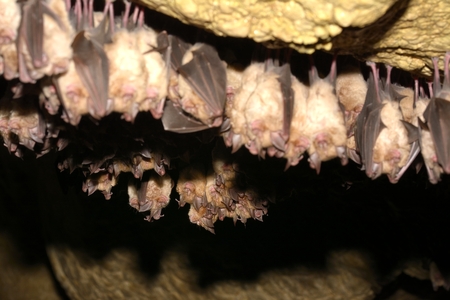 Greater horseshoe bat Rhinolophus ferrumequinum colony in the cave
